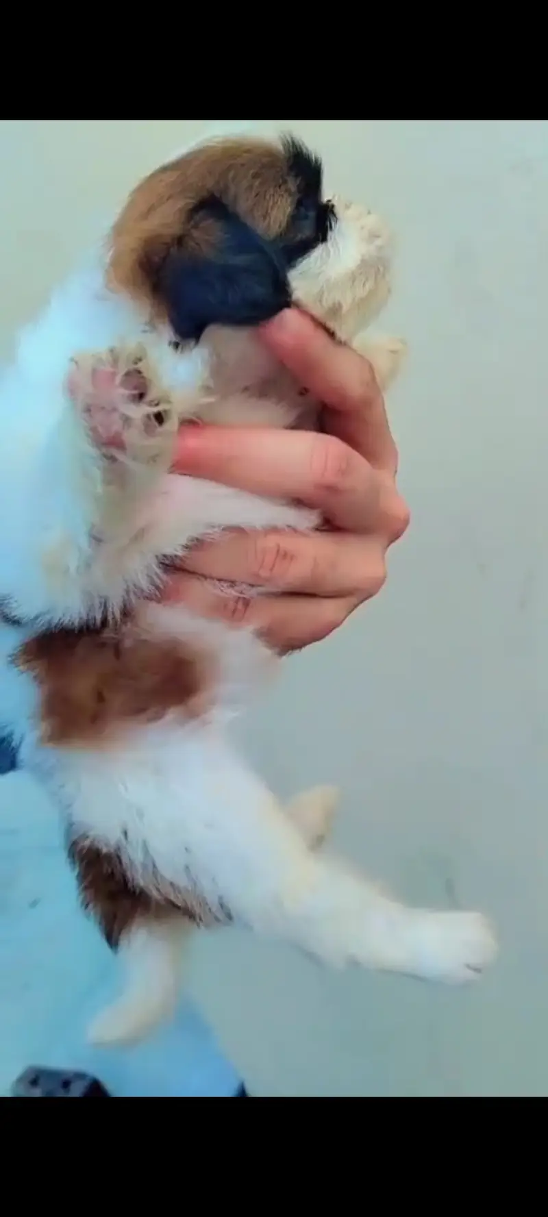 Shih Tzu puppy available for sale — photo 2