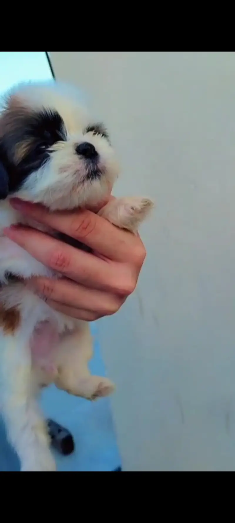 Shih Tzu puppy available for sale — photo 3