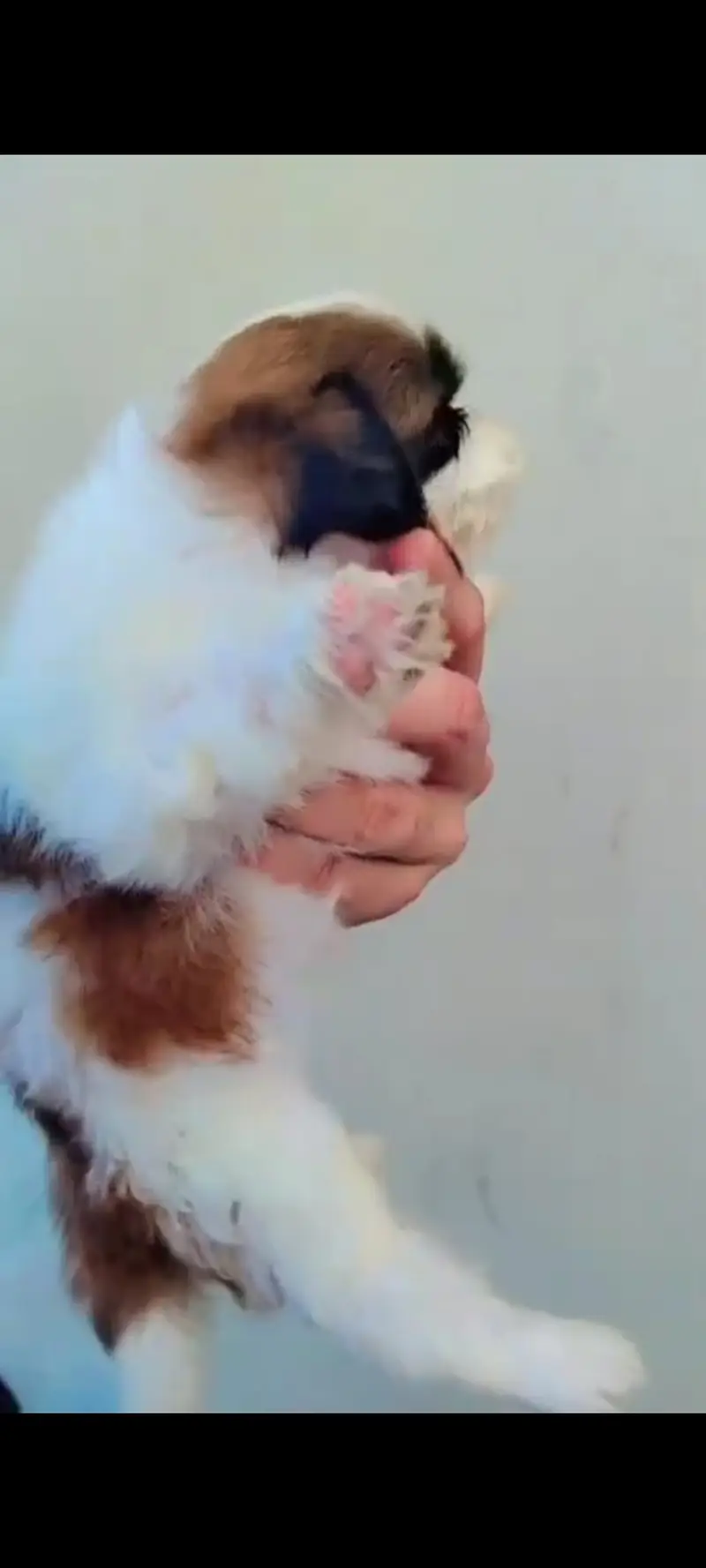 Shih Tzu puppy available for sale — photo 4