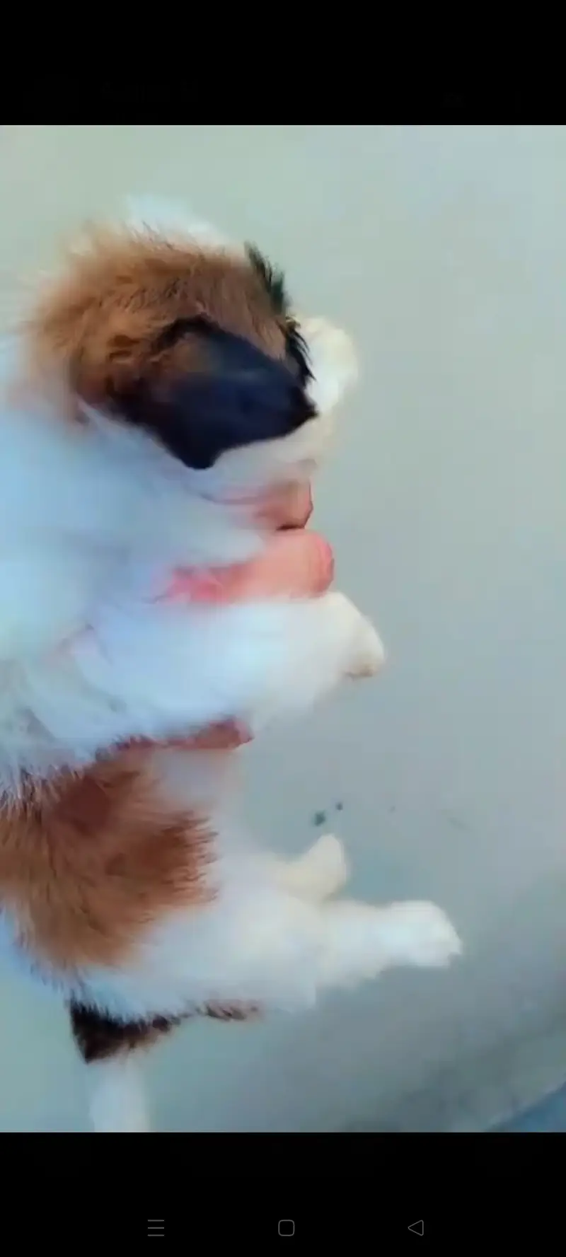 Shih Tzu puppy available for sale — photo 6