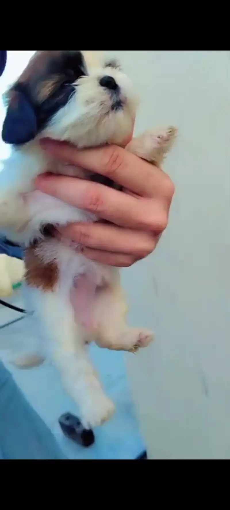 Shih Tzu puppy available for sale — photo 8