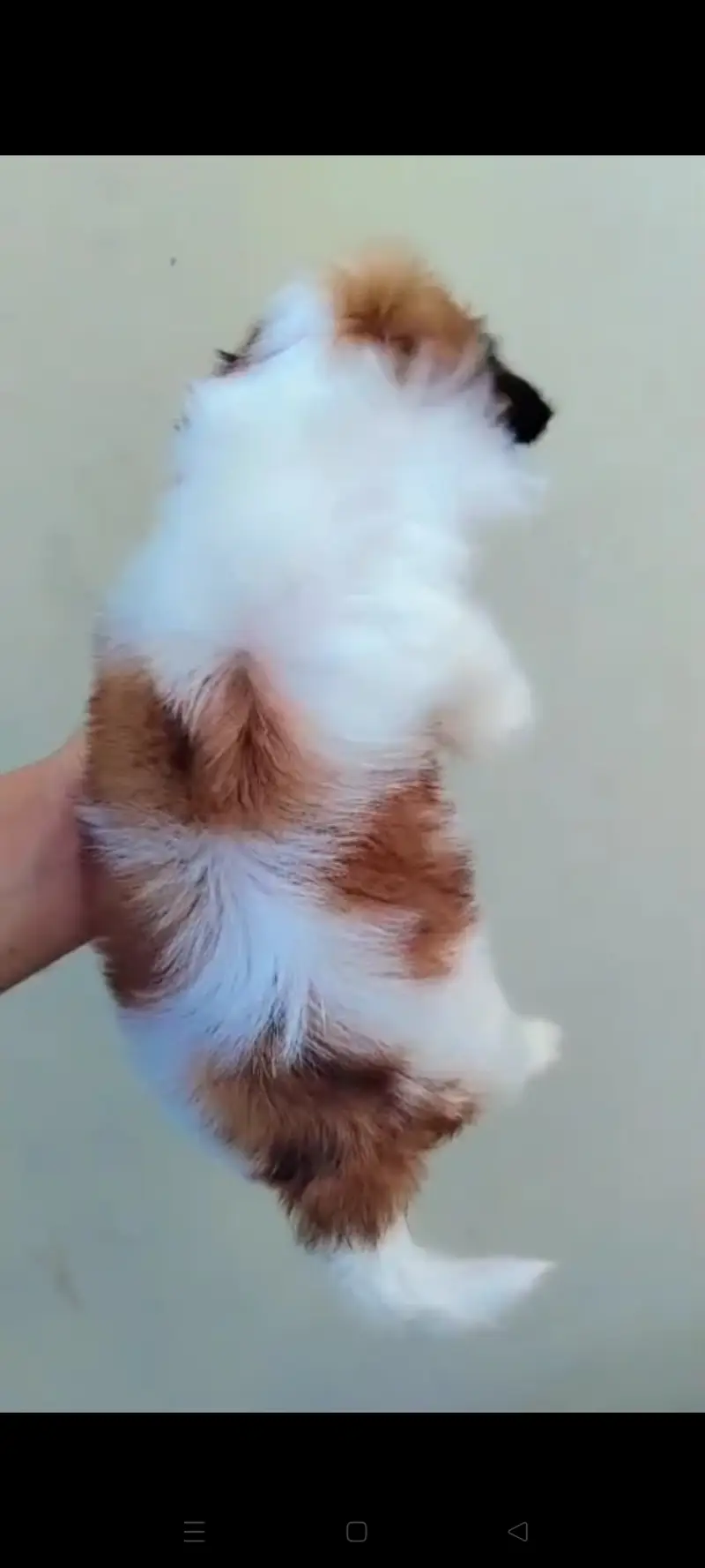 Shih Tzu puppy available for sale — photo 9