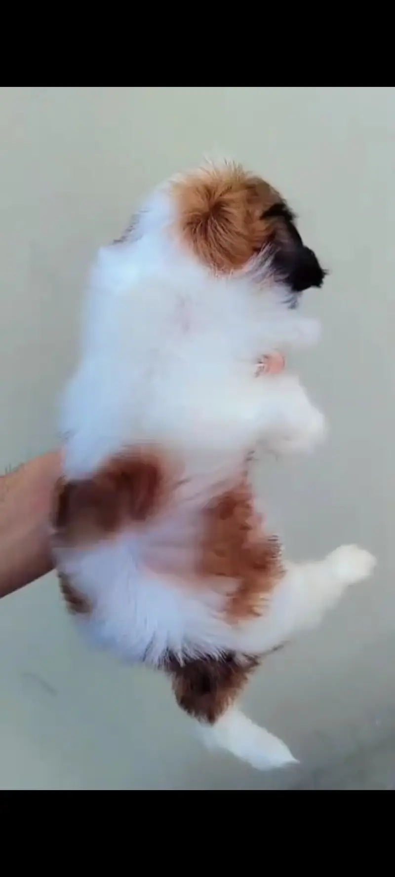 Shih Tzu puppy available for sale — photo 10