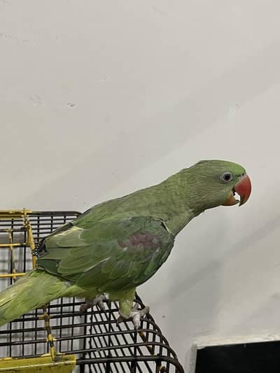 parrot speaking
