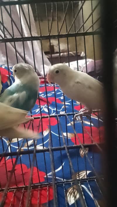Love birds