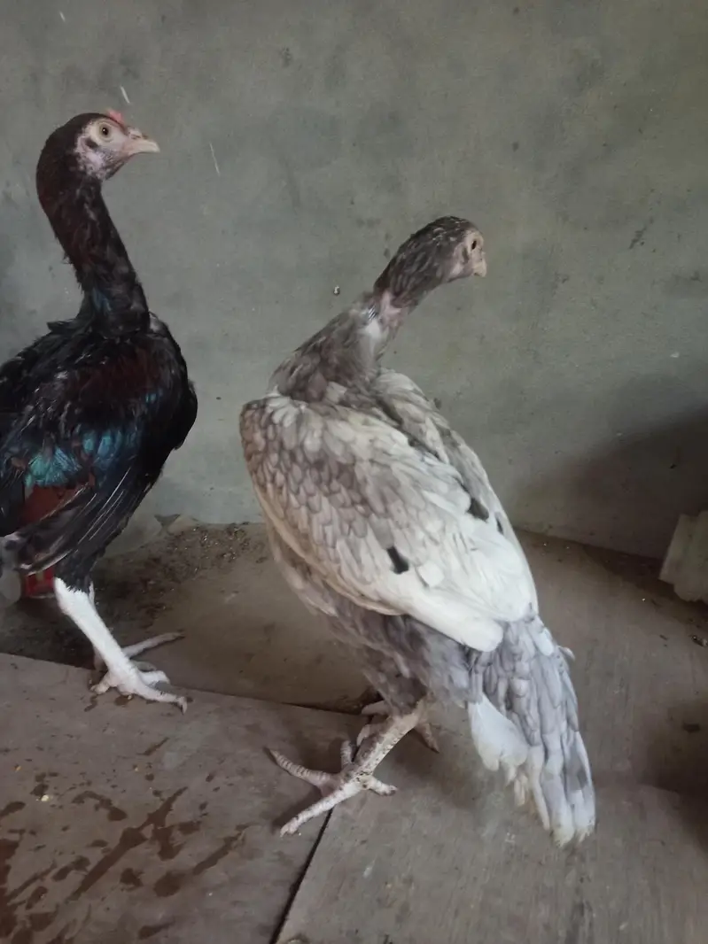 mash Allah healthy and active for sale  4 month k — photo 2