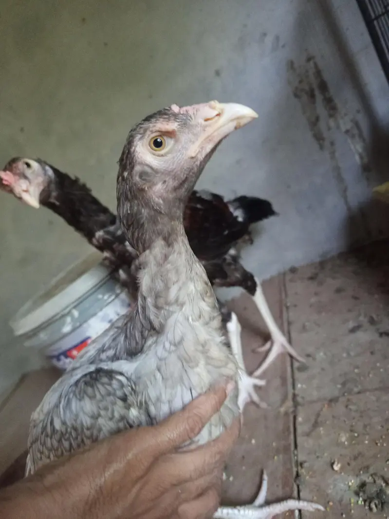mash Allah healthy and active for sale  4 month k — photo 3