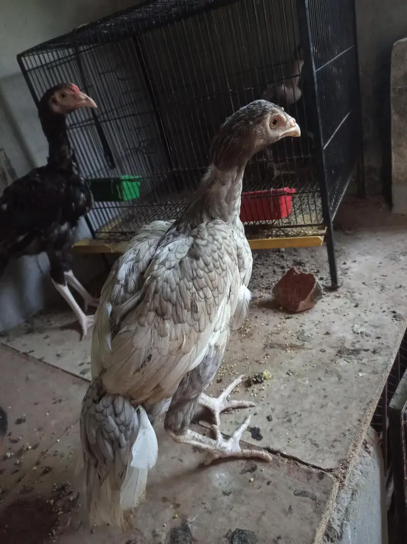 mash Allah healthy and active for sale  4 month k — photo 4