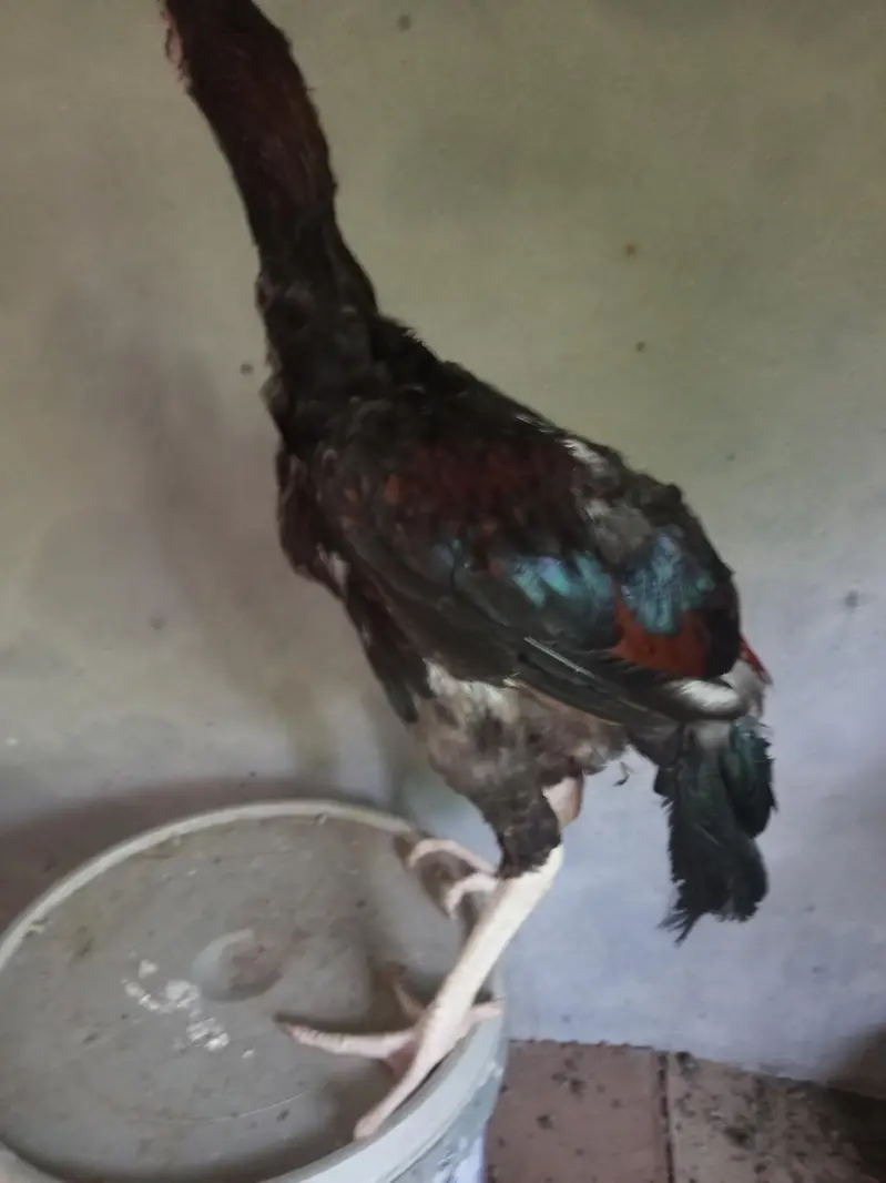 mash Allah healthy and active for sale  4 month k — photo 5