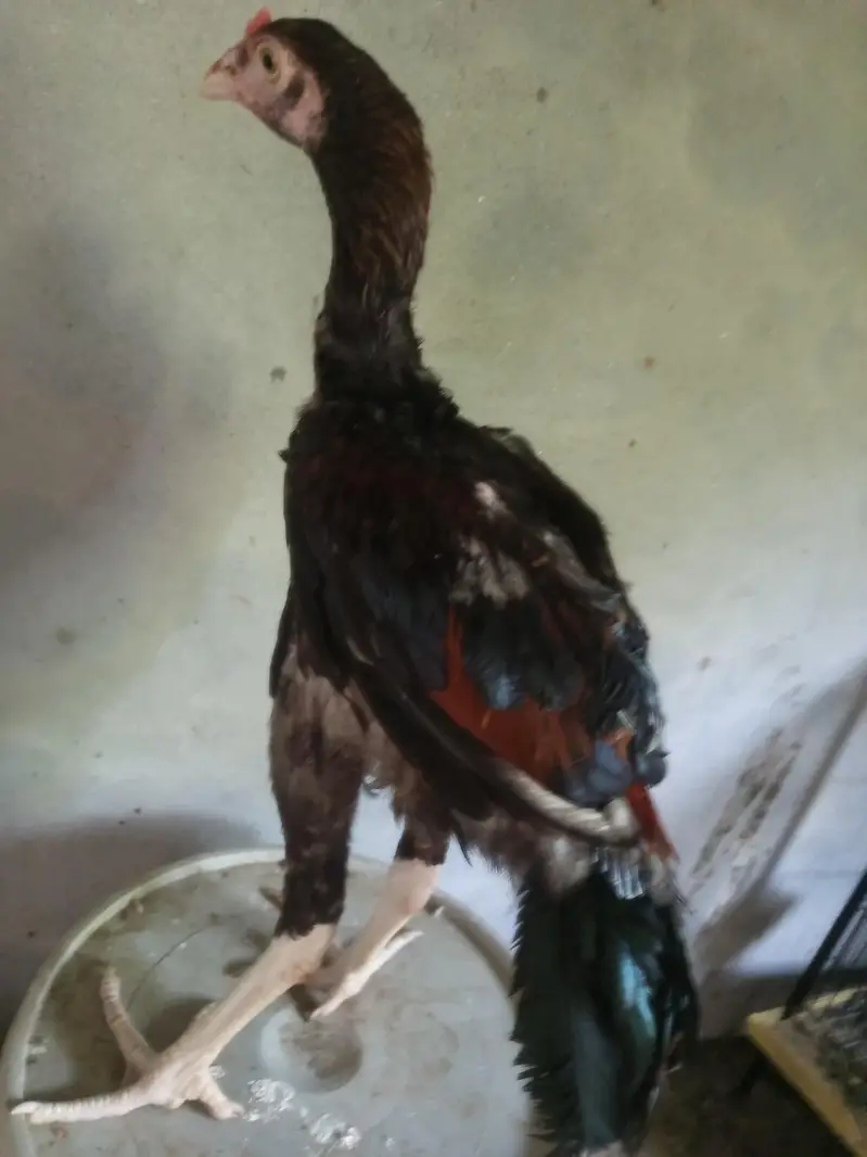 mash Allah healthy and active for sale  4 month k — photo 6
