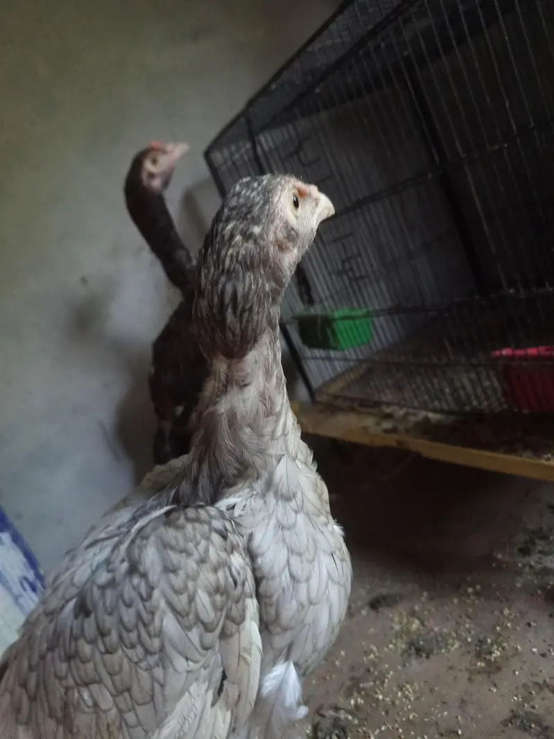 mash Allah healthy and active for sale  4 month k — photo 8