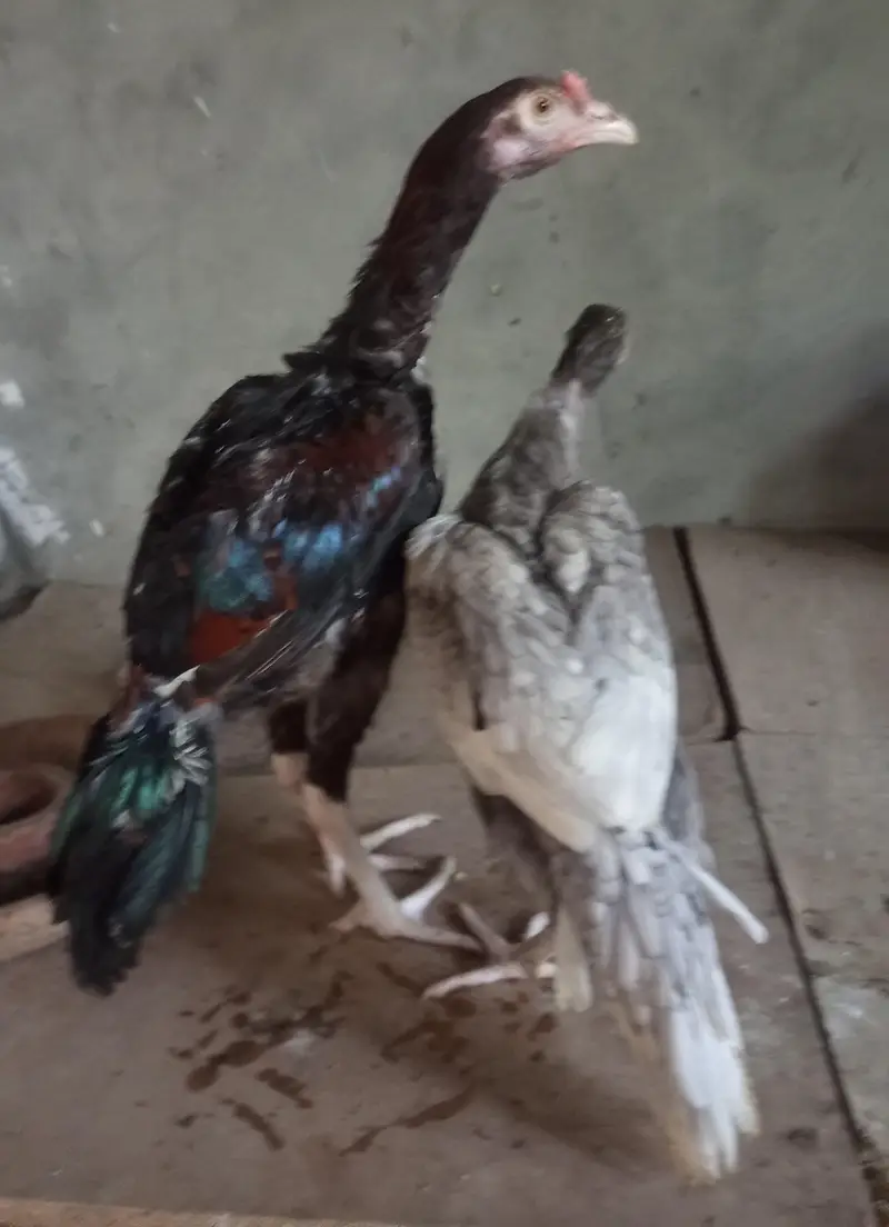 mash Allah healthy and active for sale  4 month k — photo 10