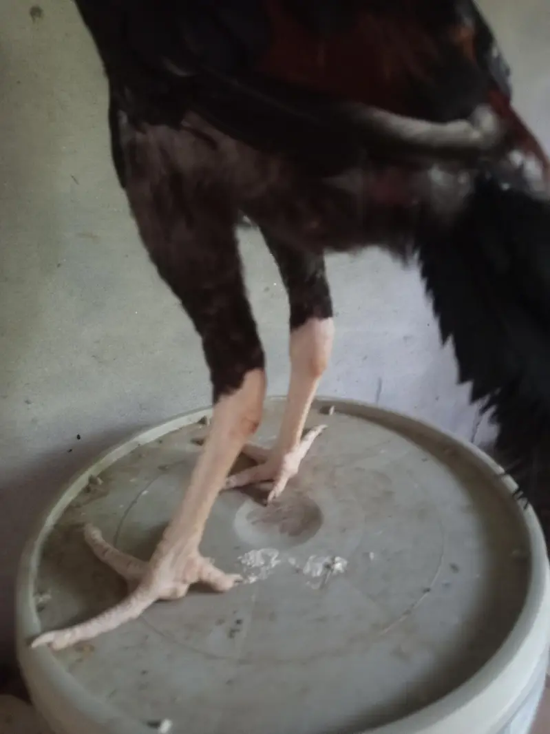 mash Allah healthy and active for sale  4 month k — photo 11