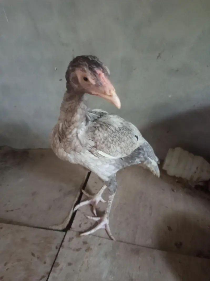 mash Allah healthy and active for sale  4 month k — photo 12