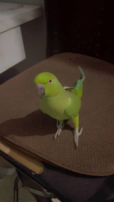 Ringneck Female Full Hame Tame no bait