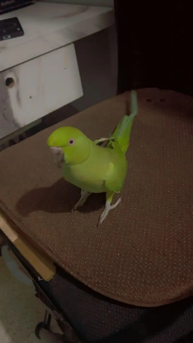 Ringneck Female Full Hame Tame no bait — photo 2