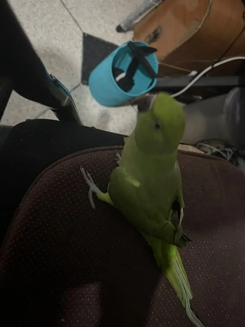 Ringneck Female Full Hame Tame no bait — photo 4