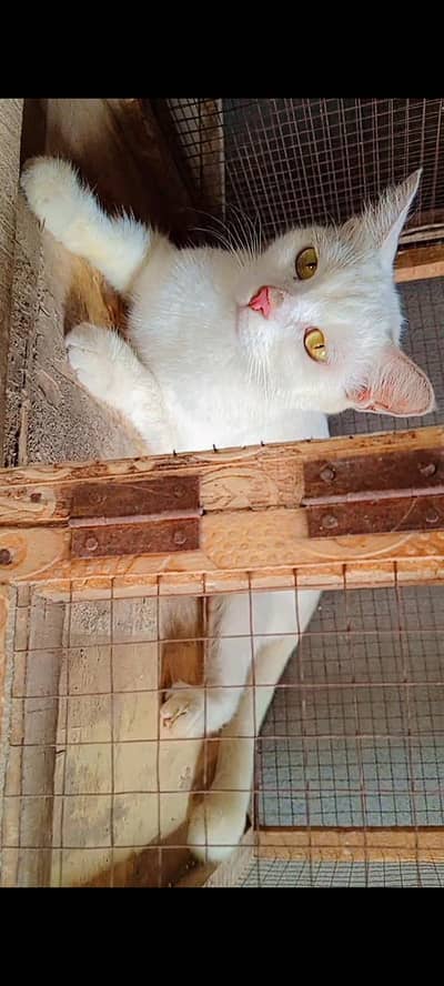 parsian cats  odd eyes cats triple coat cats urgent sale !