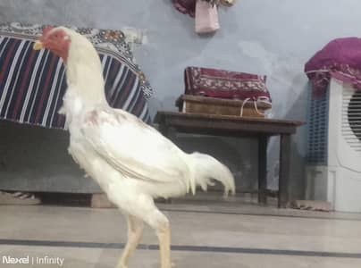 Heera mail