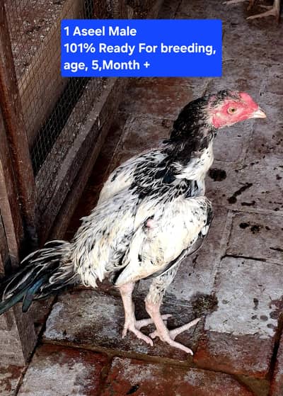 Aseel Shamo 1 , Brown Misri  1 , Black Misri 1 , 6month + Male