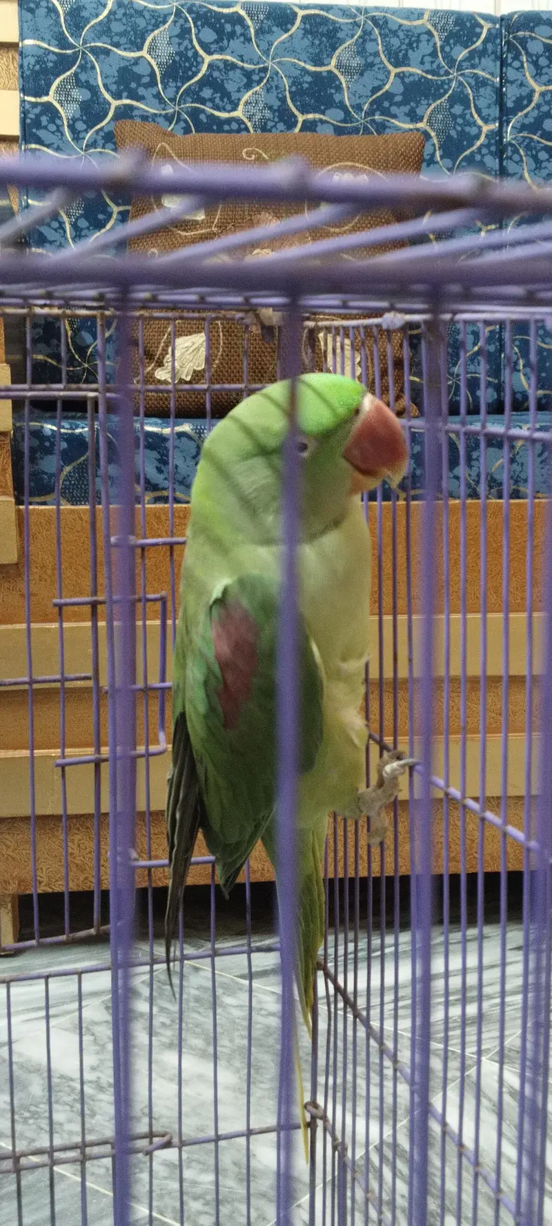 Raw breeder female — photo 2