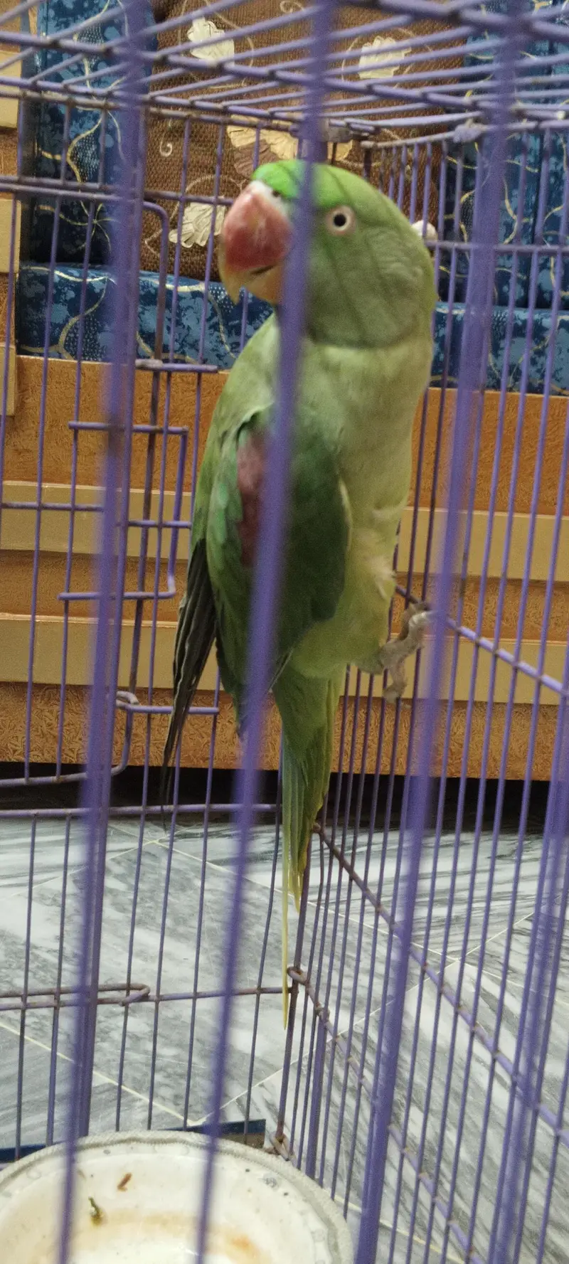 Raw breeder female — photo 3