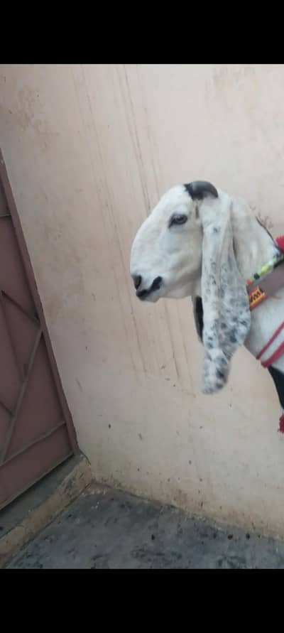 pure beetal gabban bakri