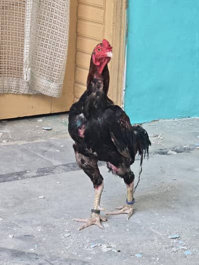 aseel mianwali male