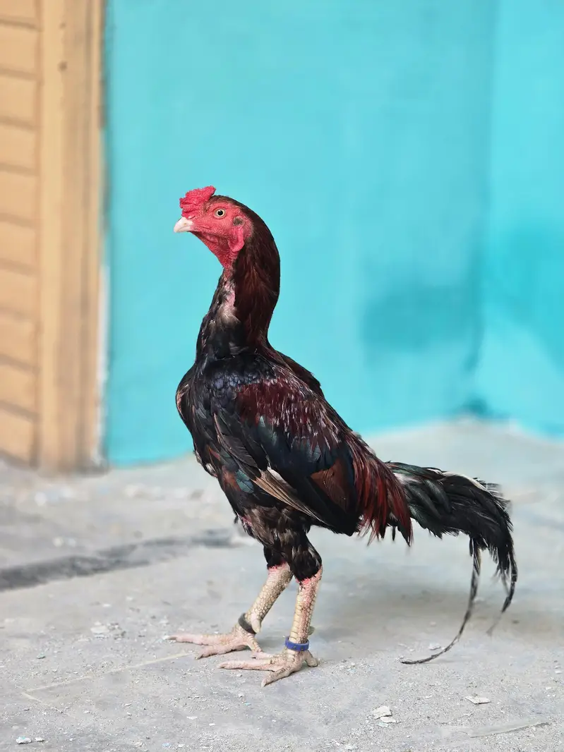 aseel mianwali male — photo 2