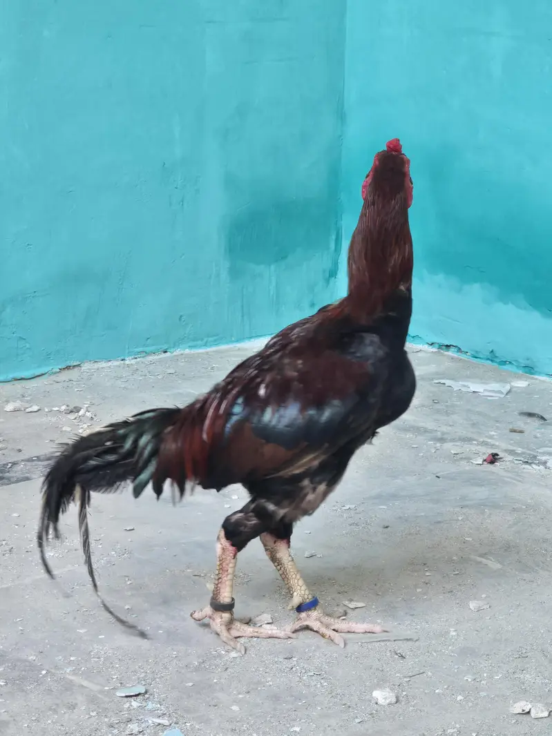aseel mianwali male — photo 4