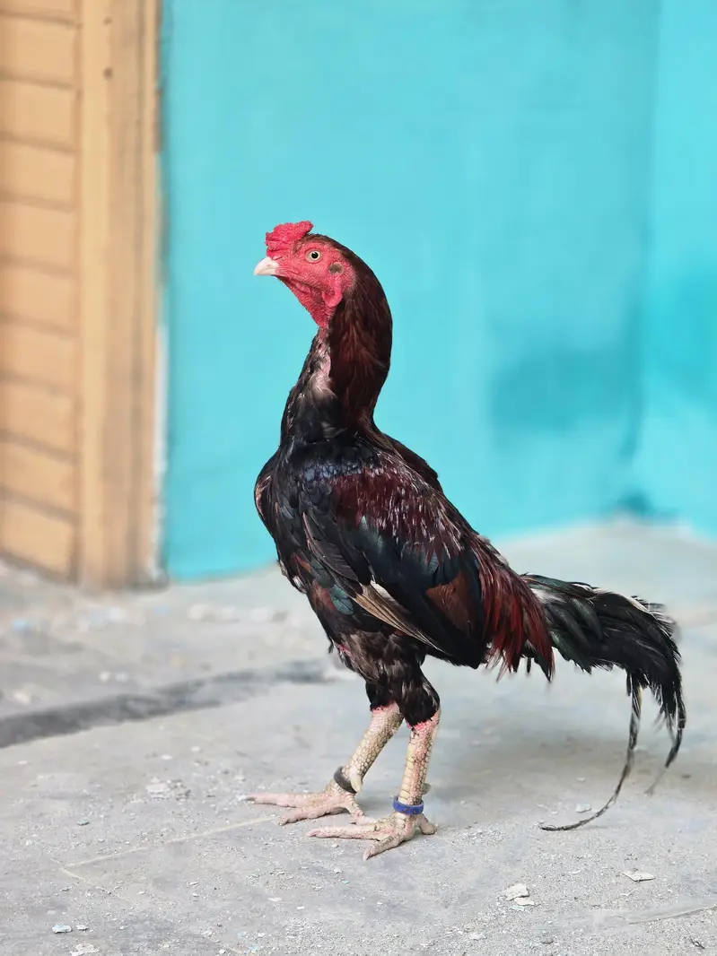 aseel mianwali male — photo 5