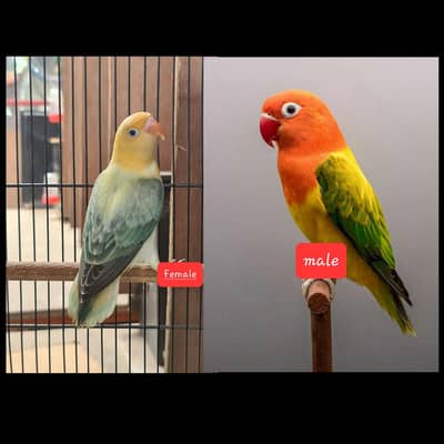 wings pair for sale