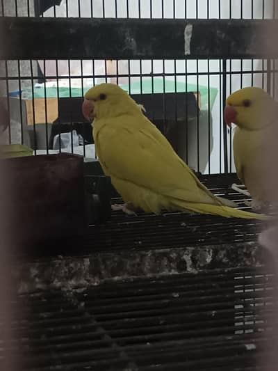 yellow ringnik pathey for sale