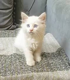 Persion cat blue eyes 3 coaded litter trained. . .