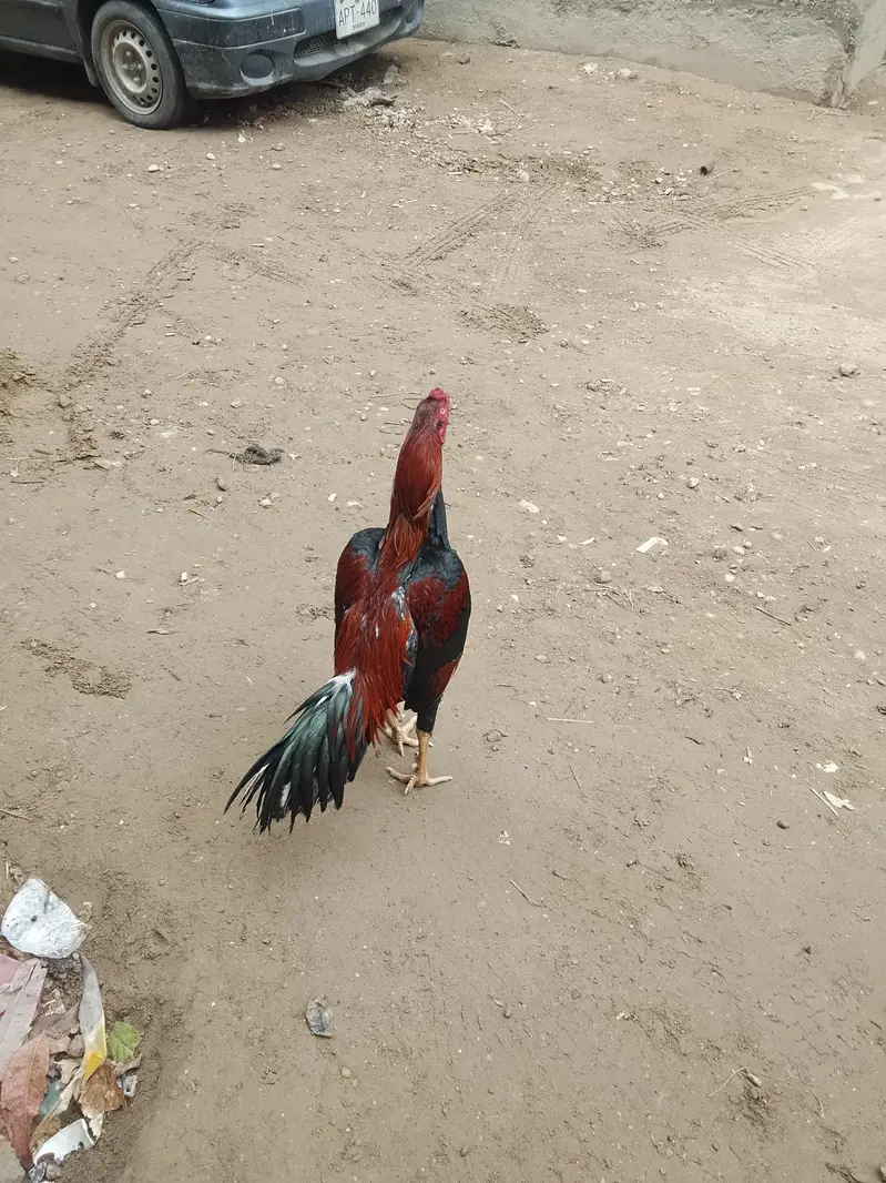 Aseel jagri Cross miyawali — photo 3