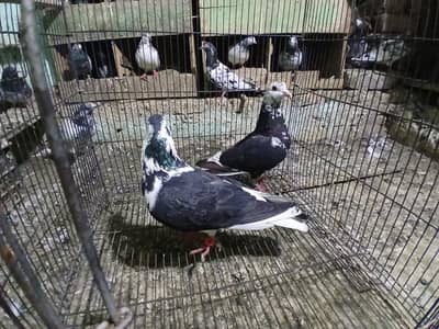 2 SHARAZI PAIR FOR SALE .