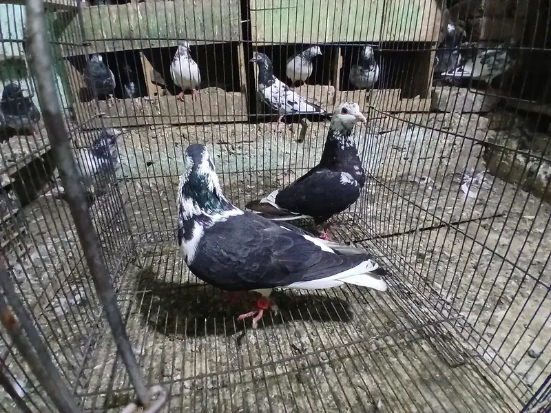 2 SHARAZI PAIR FOR SALE .