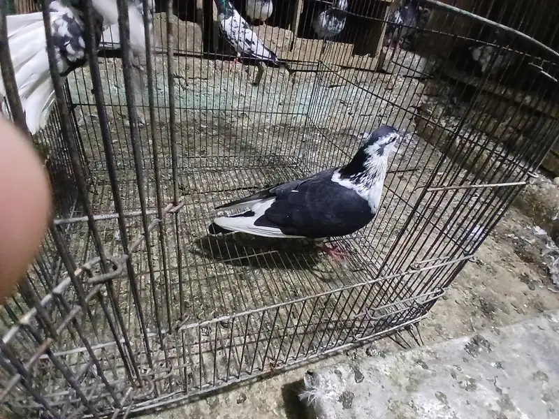 2 SHARAZI PAIR FOR SALE . — photo 2