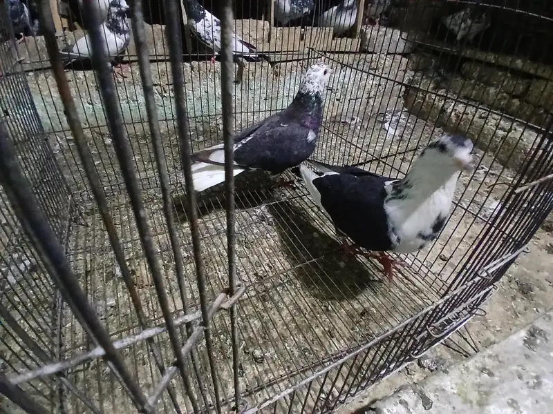 2 SHARAZI PAIR FOR SALE . — photo 3
