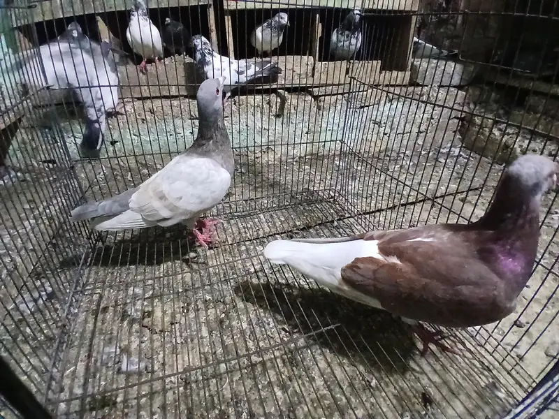 2 SHARAZI PAIR FOR SALE . — photo 4