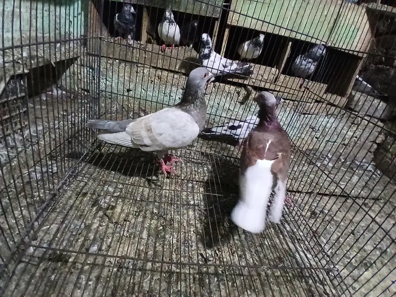 2 SHARAZI PAIR FOR SALE . — photo 5