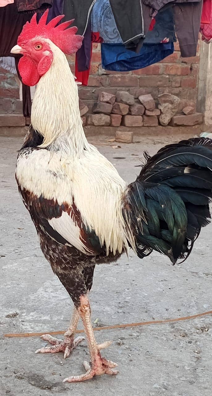 Dasi Murgha 0