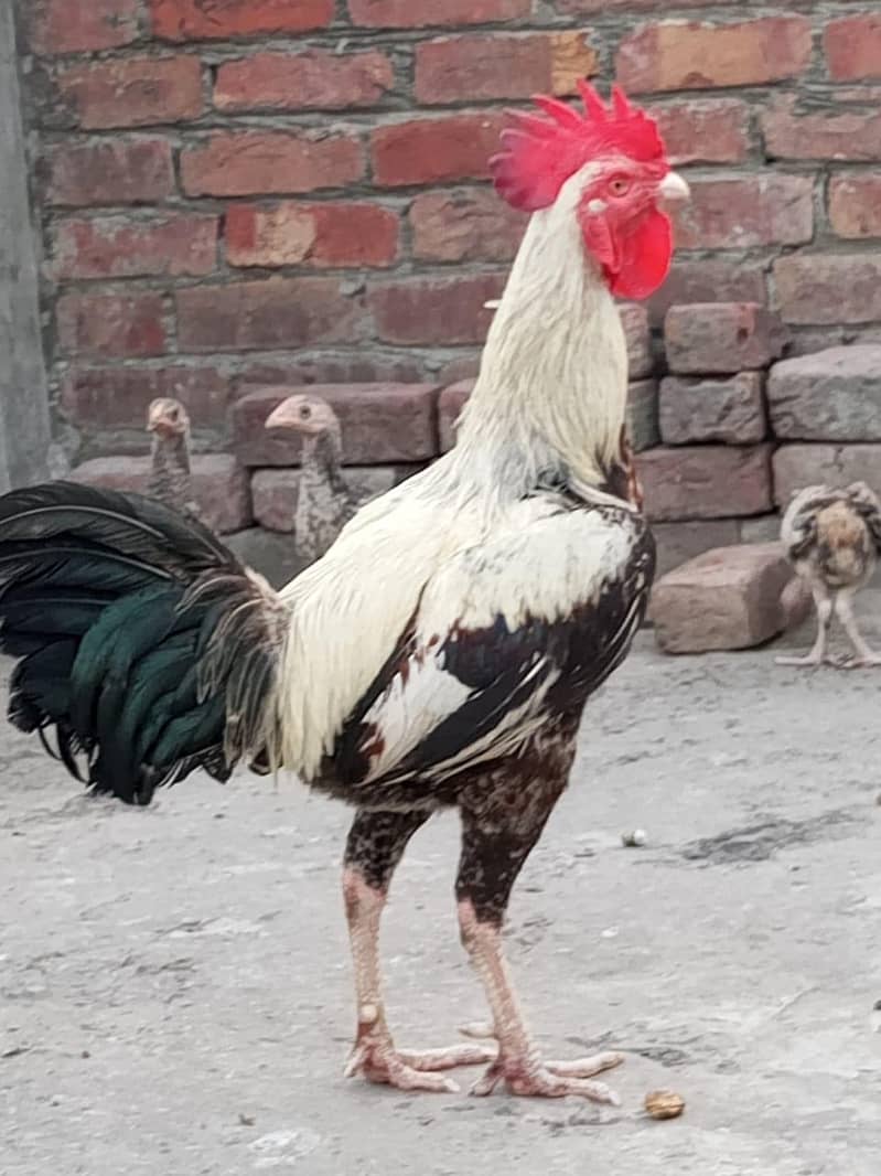 Dasi Murgha 2