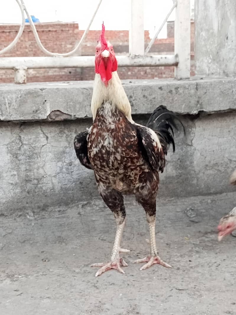 Dasi Murgha 4
