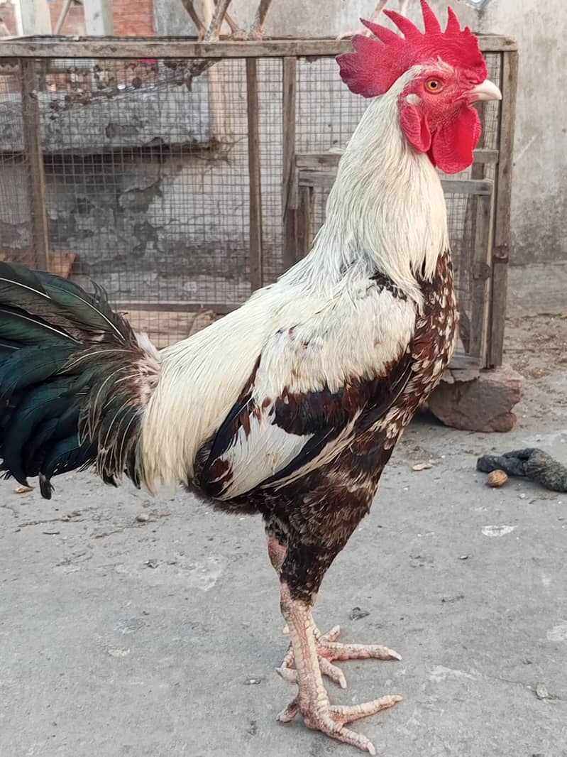 Dasi Murgha 5