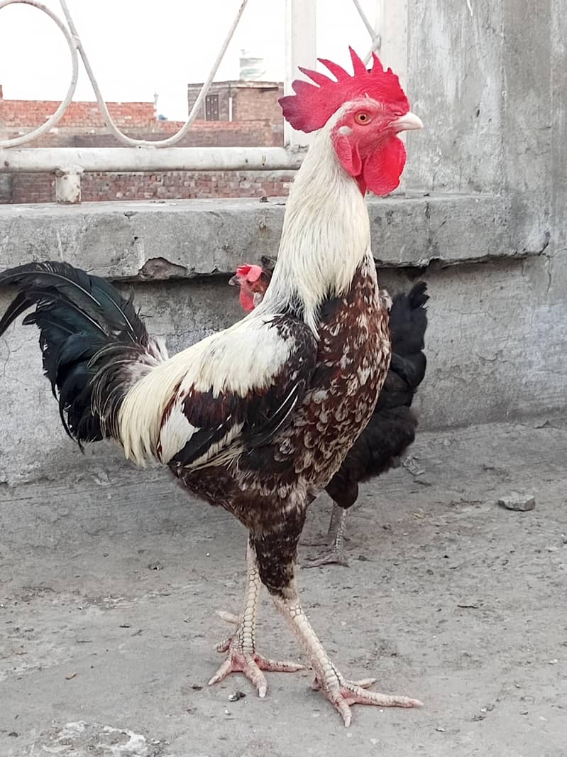 Dasi Murgha 6