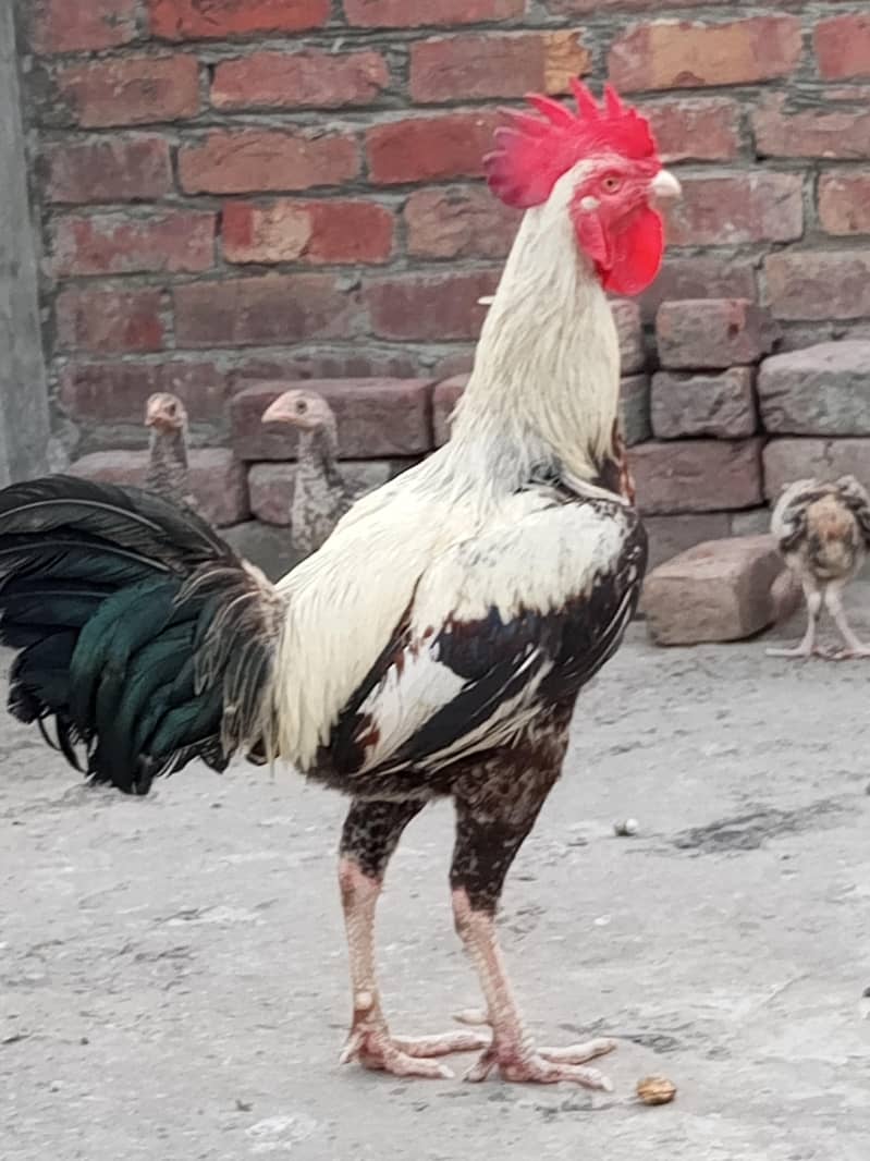 Dasi Murgha 7