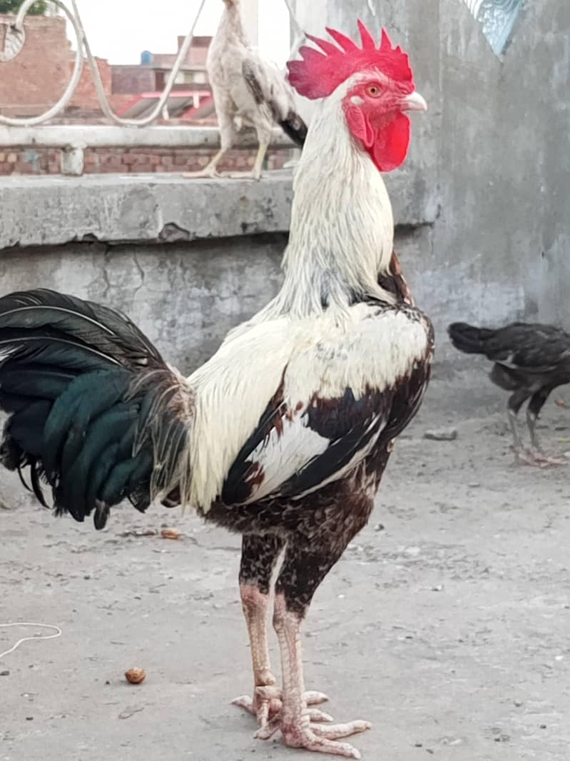 Dasi Murgha 8