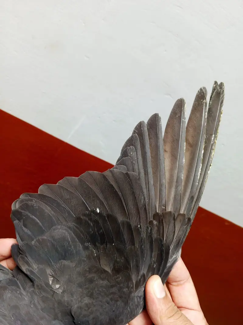 zakh indian kabootar highflyer — photo 2