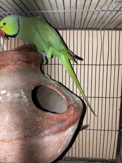 1 breeding pair & 2 Male (Ringnecks)